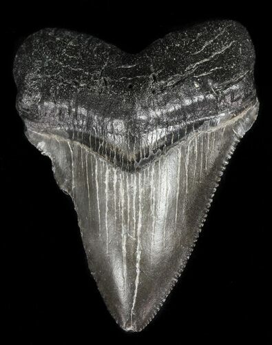 Juvenile Megalodon Tooth - Serrated Blade #56604
